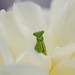 Rose Hopper Photo 18
