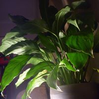 Rob Plant Photo 11