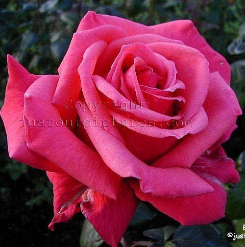 Sukhjit Dhillon Photo 9