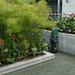 Buena Plant Photo 4