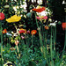 Tricia Fleischer Photo 10