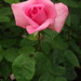 Rose Weeks Photo 21