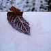 Megan Frost Photo 9