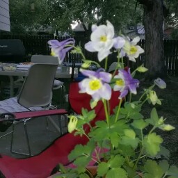 Janice Wilkins Photo 34
