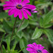 Elizabeth Plante Photo 16