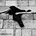 Lisa Nolan Photo 9