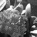 Veronica Flowers Photo 24
