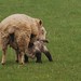 Misty Lamb Photo 15