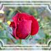 Rosa Conrad Photo 7