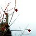 Cary Johnson Photo 12