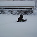 Ryan Snow Photo 32