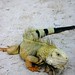 Thomas Wilder Photo 25