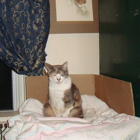 Carol Mcmahon Photo 35