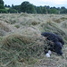 Hamish Hay Photo 9