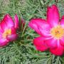 Wendy Schaefer Photo 35