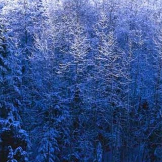 Lisa Griggs Photo 11