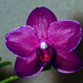 Jan Bloom Photo 15