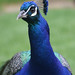 Douglas Peacock Photo 10