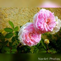 Nora Burns Photo 27