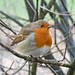 Robin Stirling Photo 9