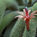Joseph Russo Photo 37