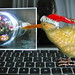 Cindy Bird Photo 12