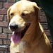 Brandy Foster Photo 42