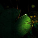 Rachel Loomis Photo 12