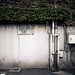 Rusty Bush Photo 10