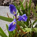 Brenda Marsh Photo 23