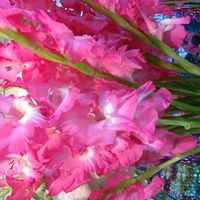 Shahadat Hossain Photo 32