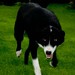 Pat Collie Photo 9