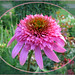 Nancy Frame Photo 19