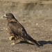 James Hawk Photo 26