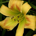 Sue Herrington Photo 12