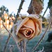 Rose Platt Photo 15
