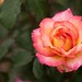 Roger Flowers Photo 12