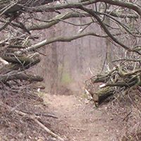 Michael Hopp Photo 32