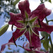 Sharon Donaldson Photo 14