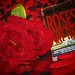 Rose Patterson Photo 38