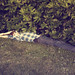 Laura Furr Photo 3