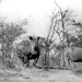 Herbert Lang Photo 22