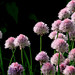 Paula Huber Photo 22
