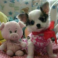 Stephanie Tieu Photo 4