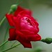 Rose Woods Photo 15