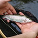 James Trout Photo 30
