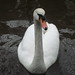 Catherine Swan Photo 15