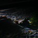 Tina Shedd Photo 16