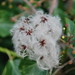 Joy Beard Photo 24