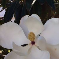 Barbara Garrison Photo 23